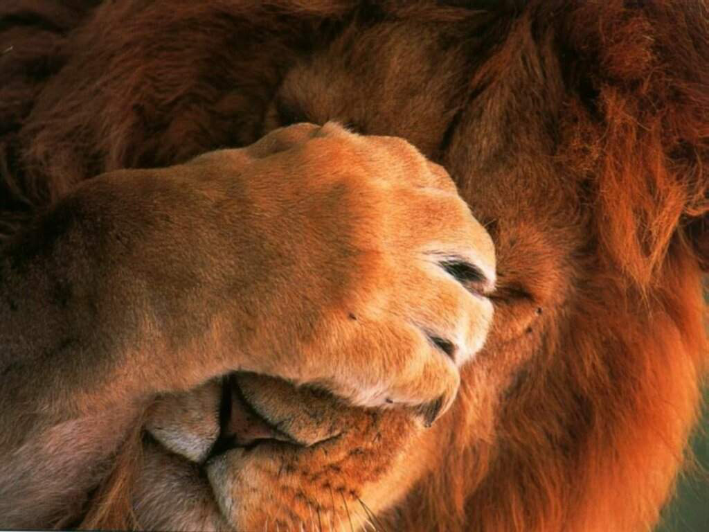 Narnije , Aslan.jpg